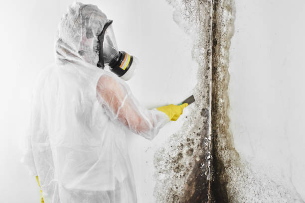 Best Crawl Space Mold Removal  in Bryant, AR