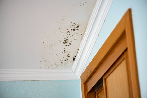 Best Home Mold Removal  in Bryant, AR