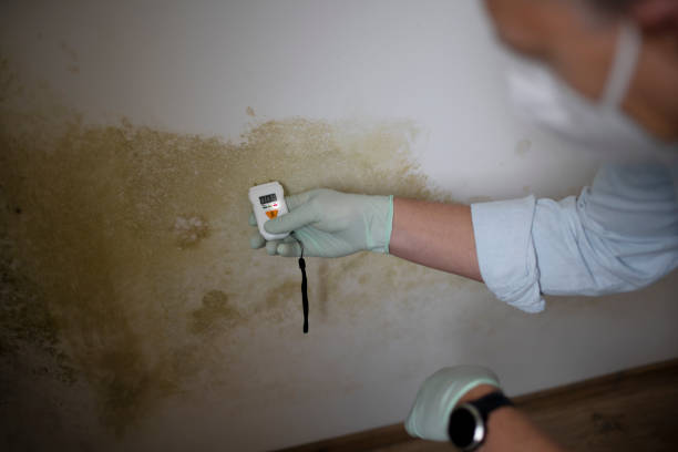 Best Mold Remediation  in Bryant, AR