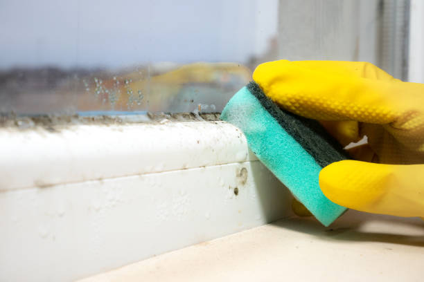 Home Mold Removal in Bryant, AR