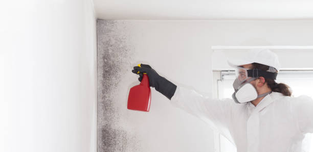 Best Office Mold Removal Services  in Bryant, AR