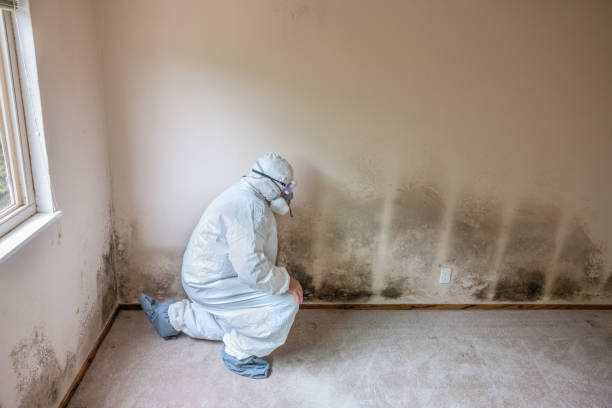 Best Commercial Mold Removal  in Bryant, AR