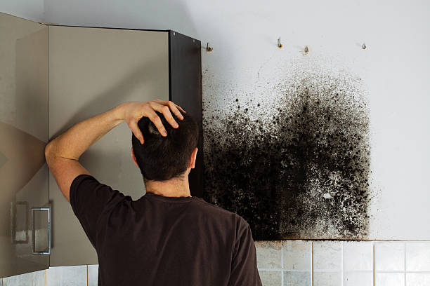 Office Mold Removal Services in Bryant, AR