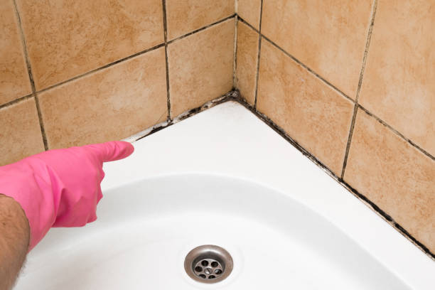 Certified Mold Removal in Bryant, AR